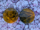 38mm Epoxy Plugs